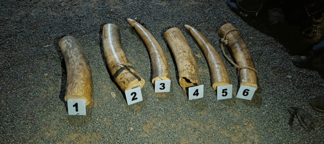 Two arrested with Sh1.5m elephant tusks in Meru