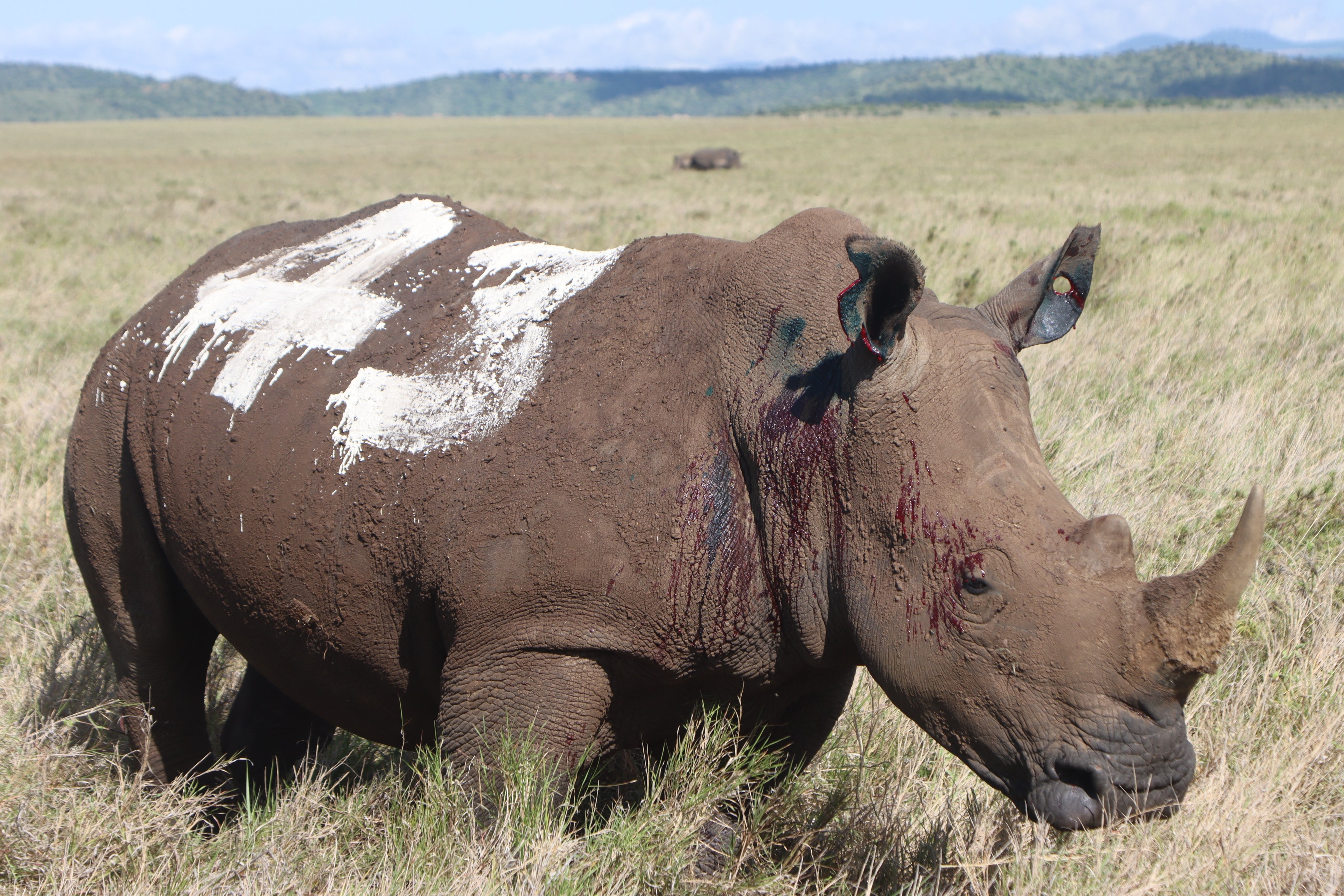 KWS ear-notches 46 rhinos in major conservation effort at Lewa