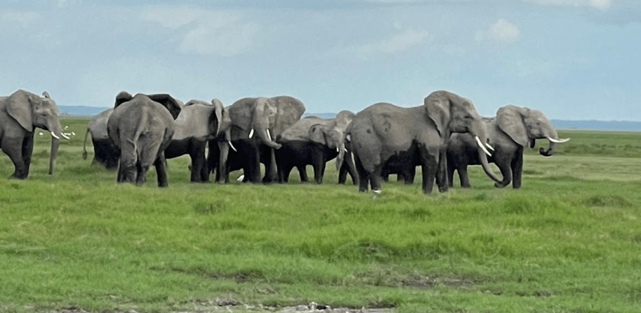 Conservation and tourism in Amboseli generates Sh2.36 billion annually – survey