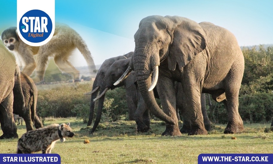Human-Wildlife conflict: Top 10 problematic animals