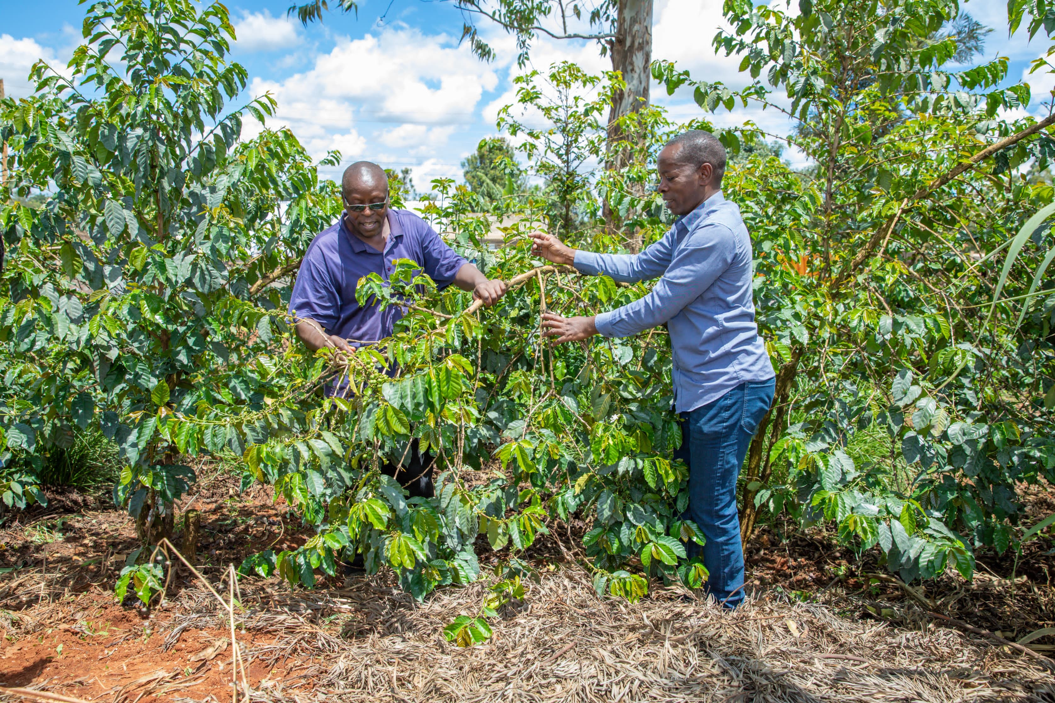 Top coffee counties earn Sh17 billion in seven months