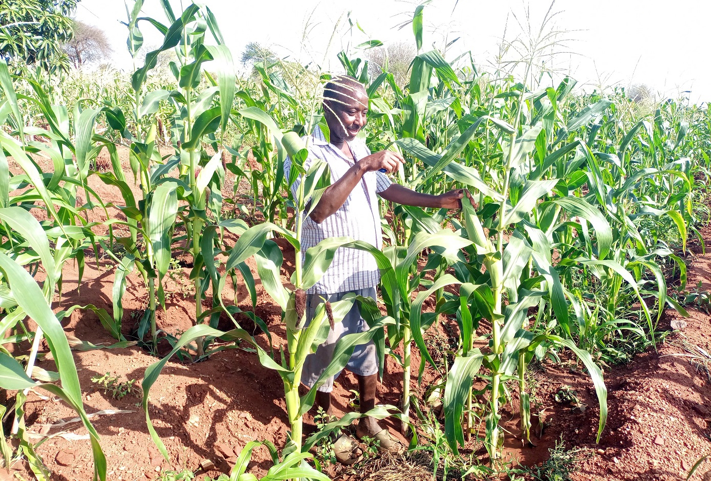 Agriculture sector records growth despite erratic rainfall - Economic survey