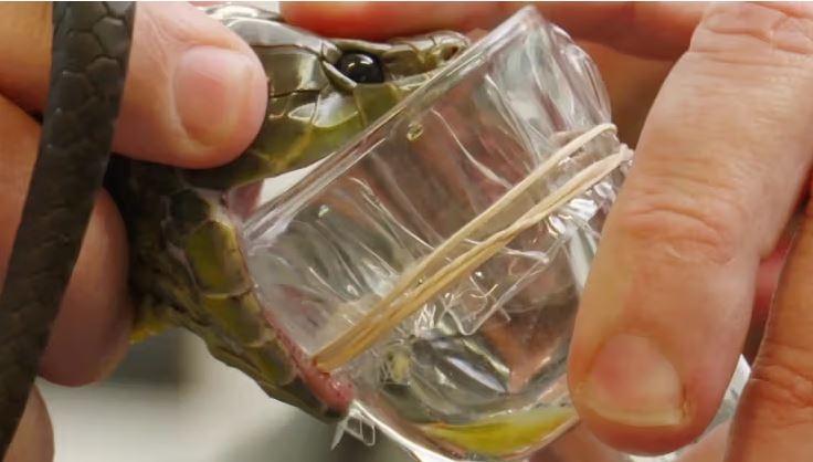 Snake antivenom made from man bitten 200 times