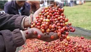Coffee farmers to start receiving payments from July - Oparanya