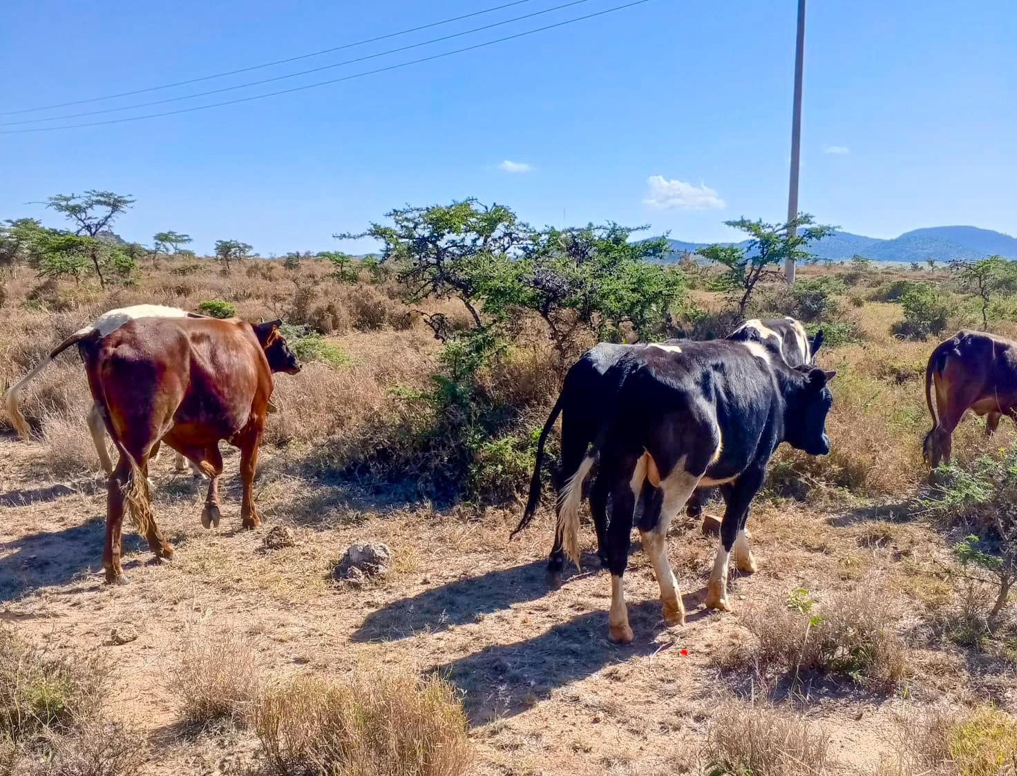 Cops overpower bandits, recover stolen livestock