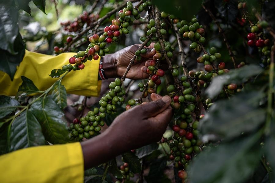 Behind the story of coffee (1): Unexpected gift from Africa