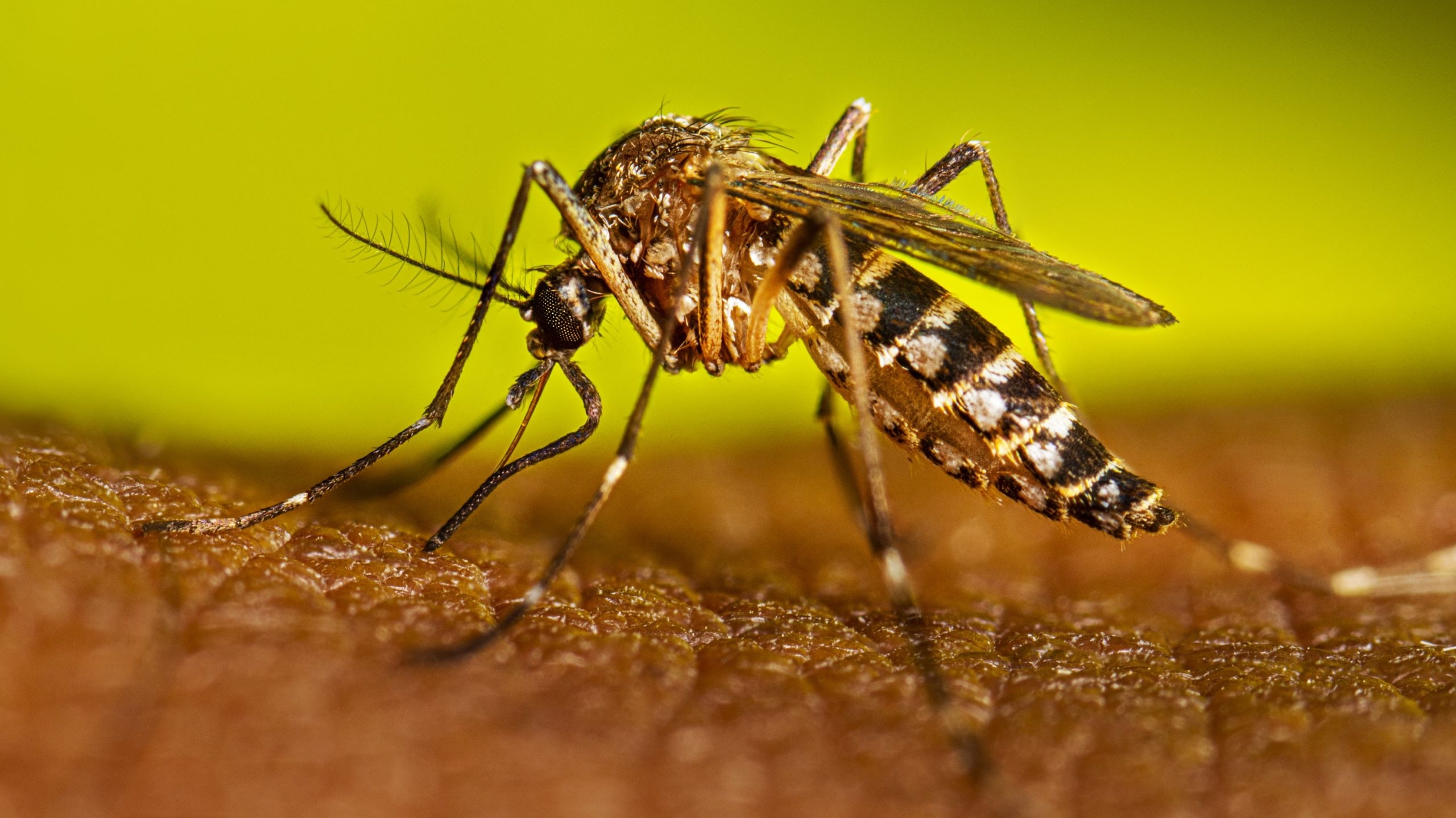 EXPLAINER: What to know on the return of Chikungunya
