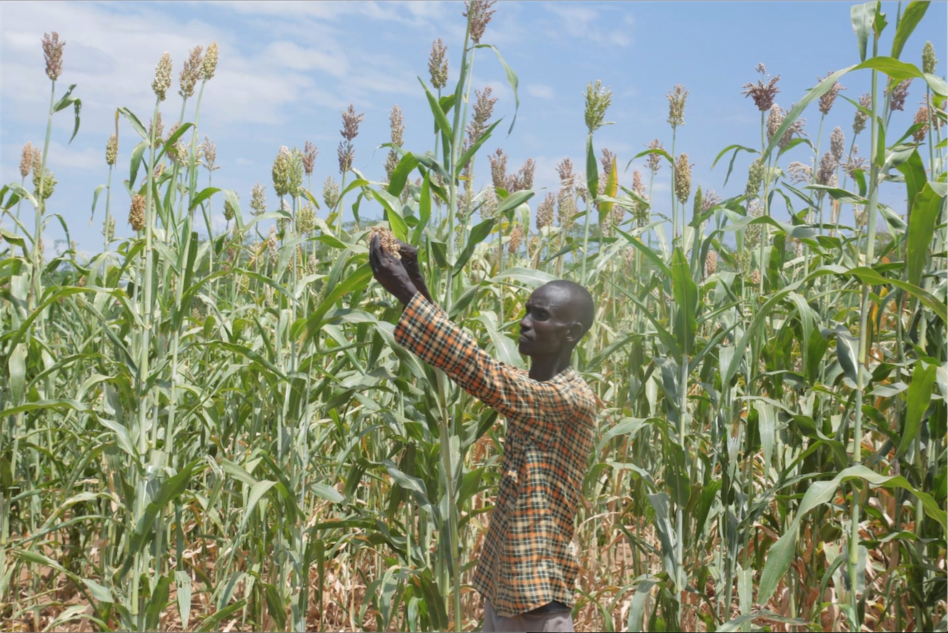 Irrigation turning arid Turkana into farmland