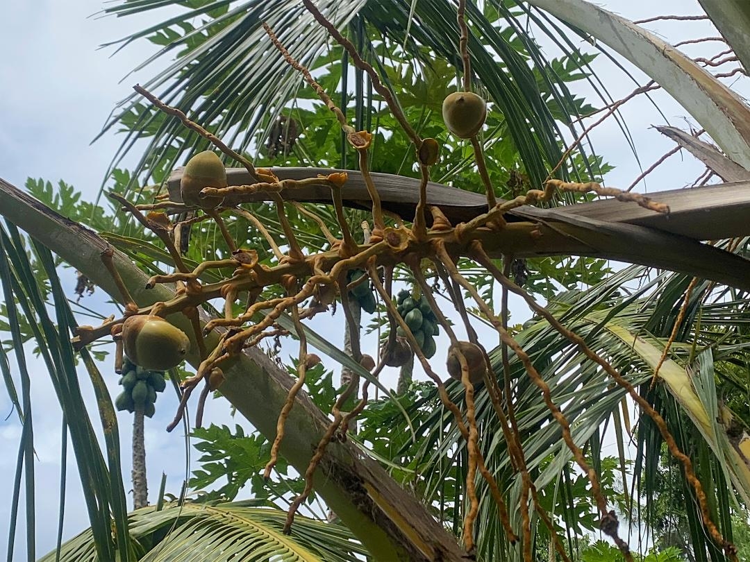 Coconut trees fuel livelihoods and foster community in Kilifi