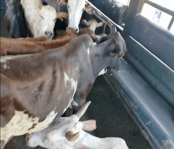 Police recover 10 stolen cattle in Elgeyo Marakwet