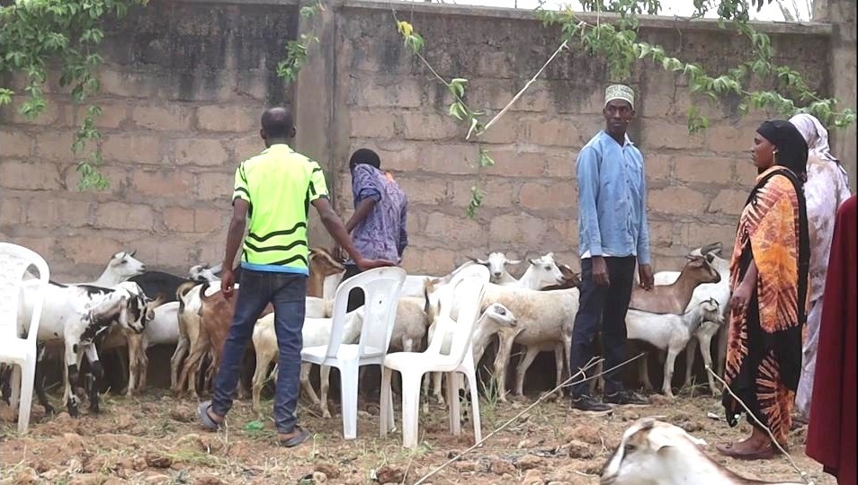 Herders told not to treat cattle by themselves