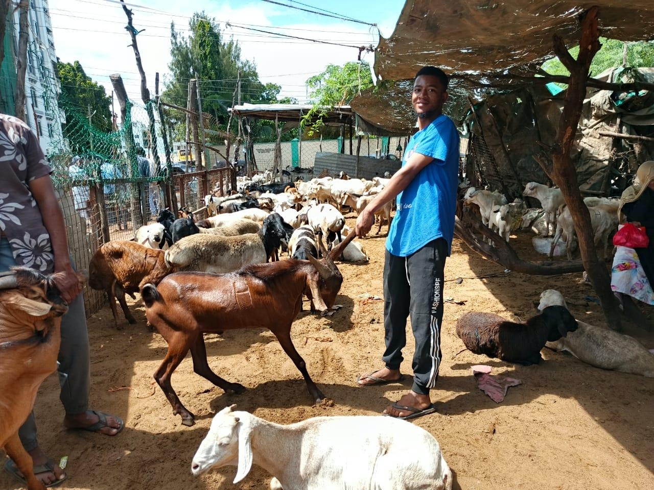 Goat traders grapple with losses ahead of Eid al-Adha
