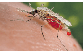 Experts warn of more malaria as Indian mosquito spreads in Northern Kenya