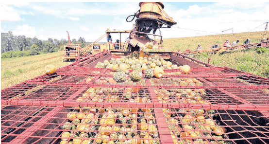 Del Monte Kenya: Cultivating sustainable future in the face of climate change