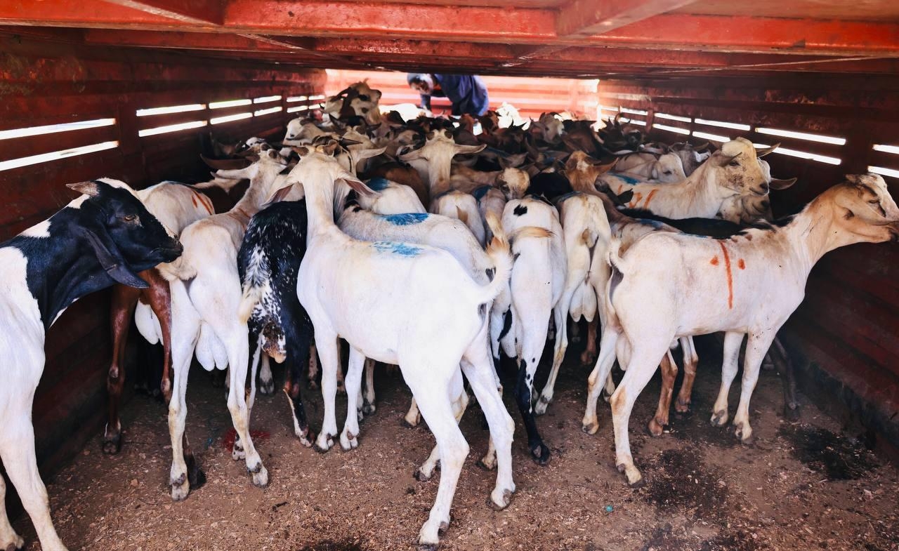 Sakaja donates goats to Muslim community for Eid al-Adha celebrations