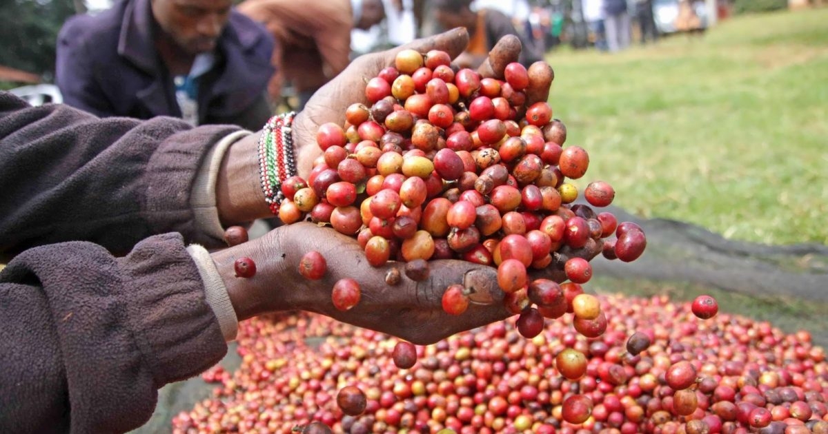 COMESA steps up efforts to harmonise trade barriers in horticulture