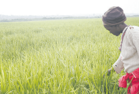 Project to help rice farmers make climate-smart decisions