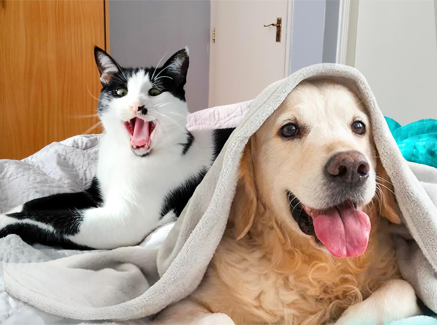 More Africans get cats, dogs as disposable income grows