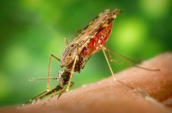 Stephensi mosquito has infested most of Northern Kenya – experts