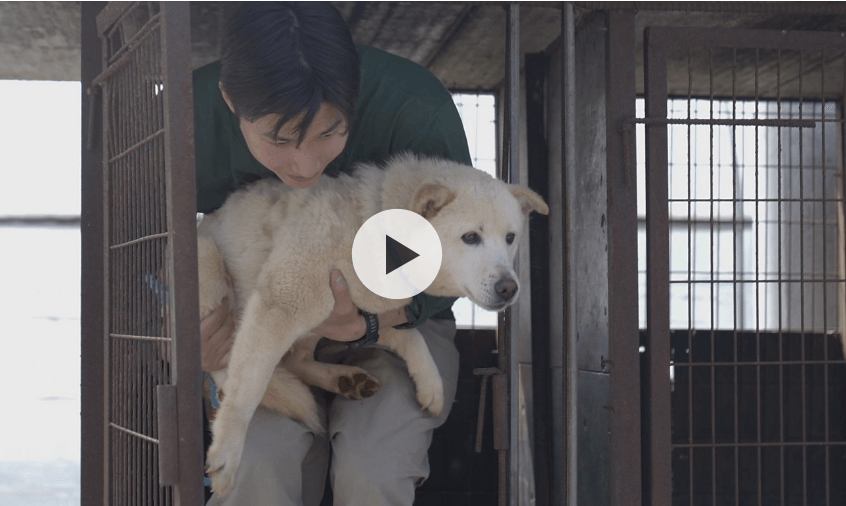 South Korea banned dog meat. So what happens to the dogs?