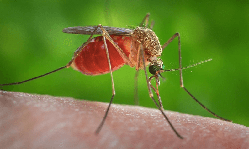 Create legal path for gene drive mosquitoes, experts say