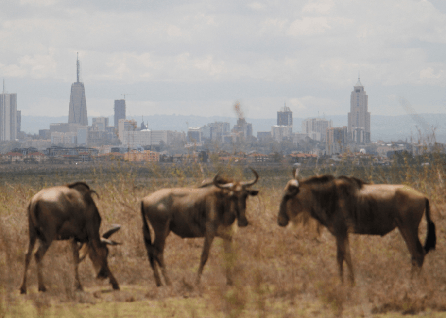Dissolution of Nairobi park will dull city’s appeal, warn lobbies