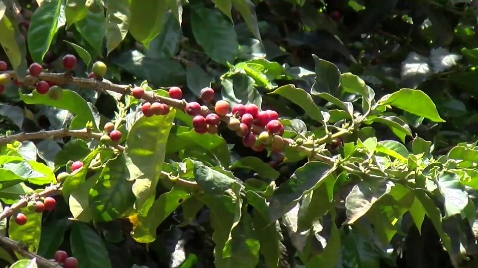Coffee farmers reject state’s data-for-payments scheme