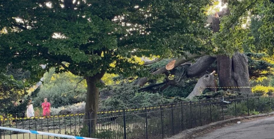 Child, 7, dies after tree falls in park