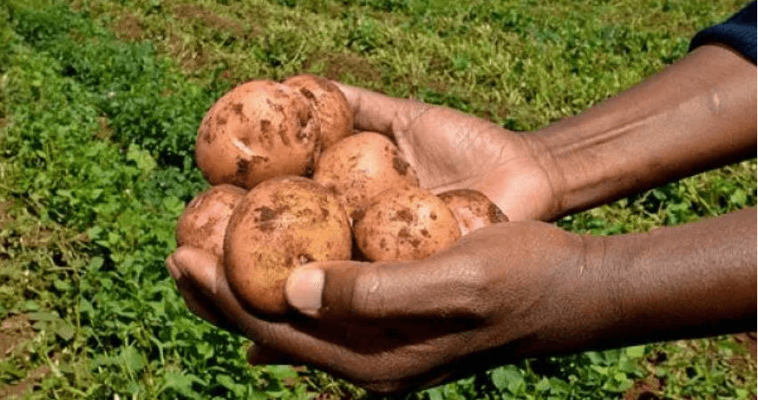 Kenyan scientists want to grow cholera vaccine in potatoes