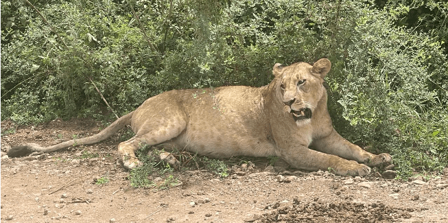 Nairobi National Park is an asset beyond measure, Nature Kenya tells Atwoli