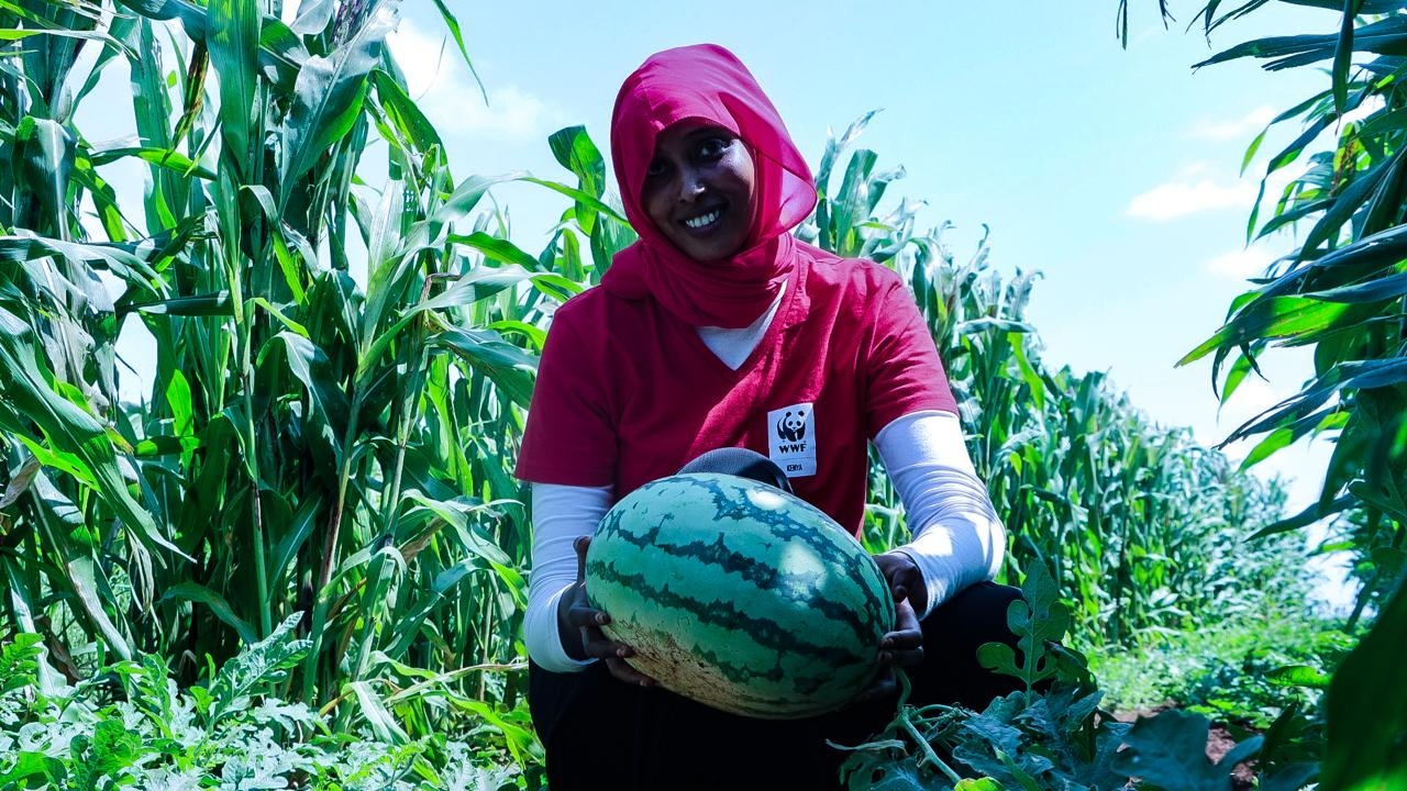 How a transformative climate smart agriculture is impacting drought stricken community of Marsabit