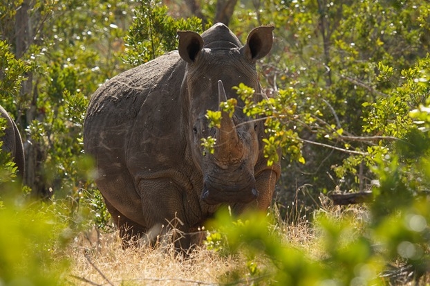 Efforts to save northern white rhinos from extinction at advanced stage