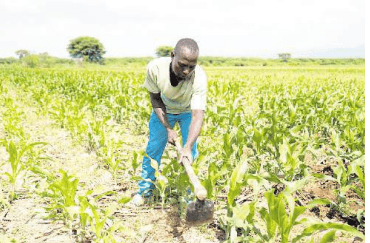 Contract farming turning Baringo farmers’ fortunes