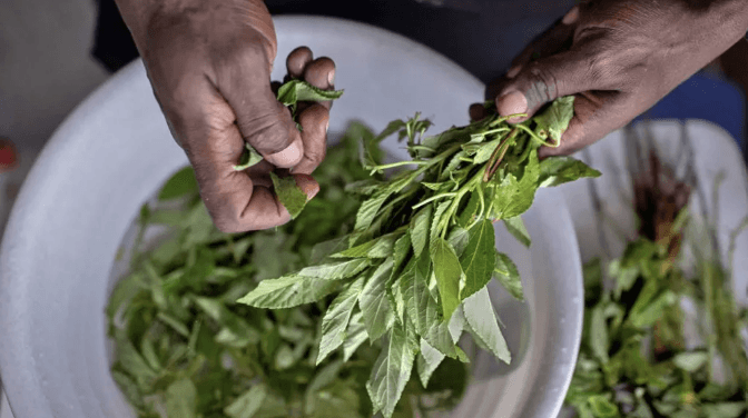 Forgotten 'weeds' prove a culinary hit in Kenya