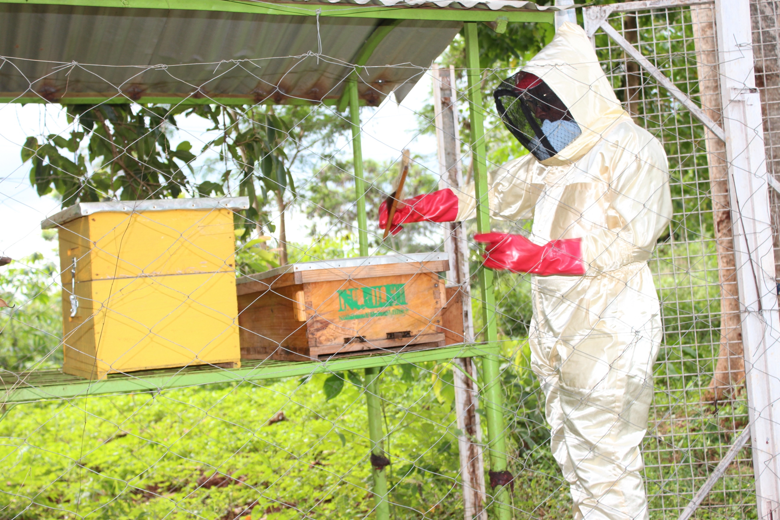 How man swapped engineering for healing bees