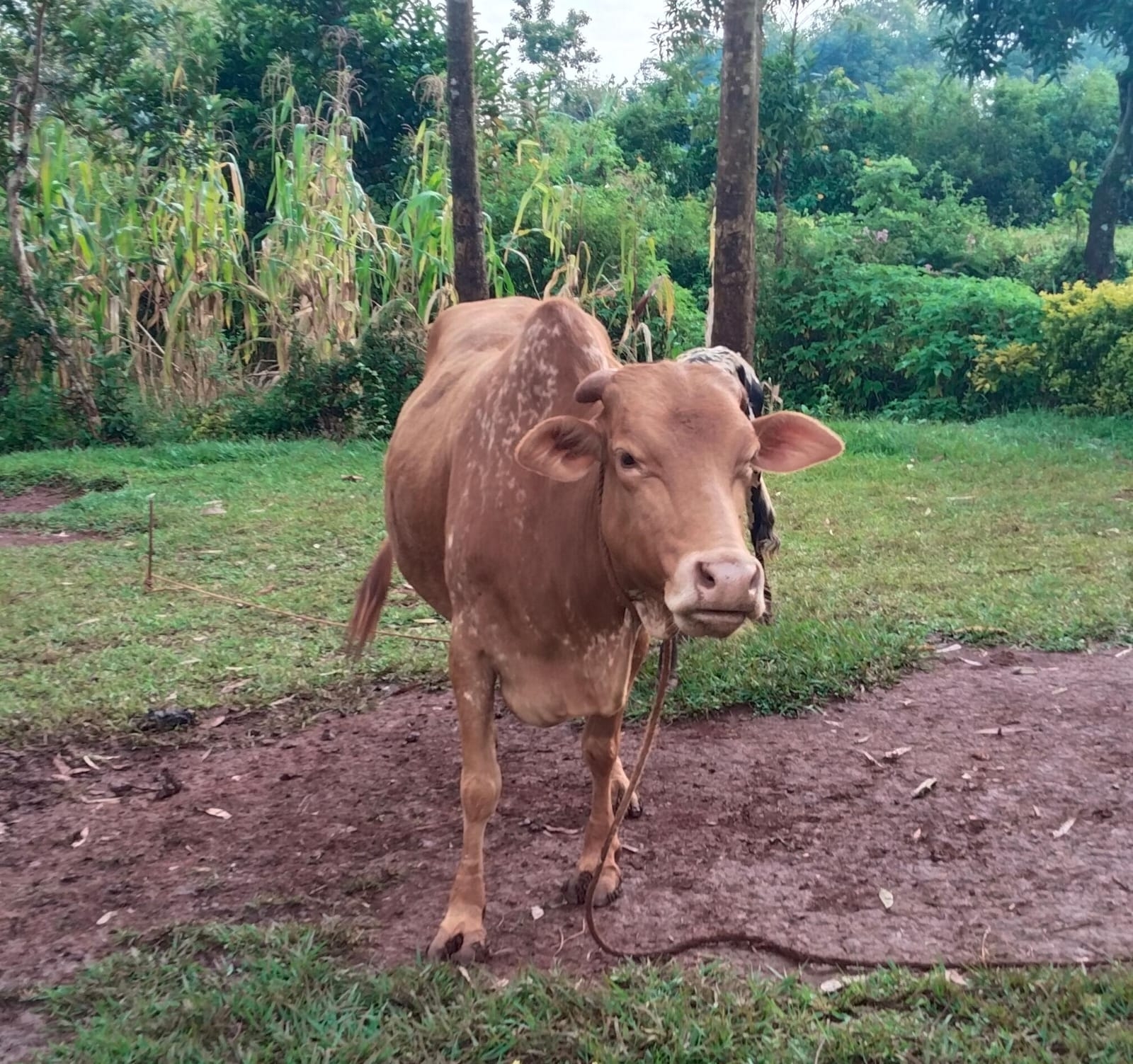 Kisumu quarantines livestock over outbreak