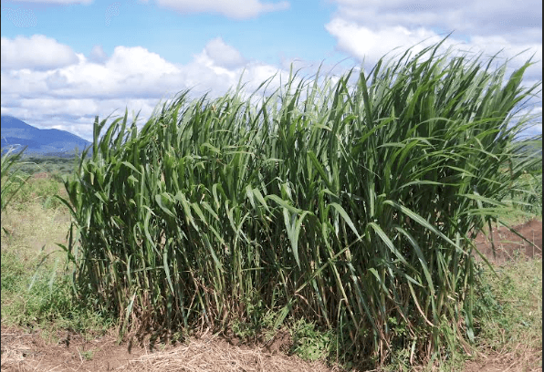 Hardy grass, water pans help farmer beat drought
