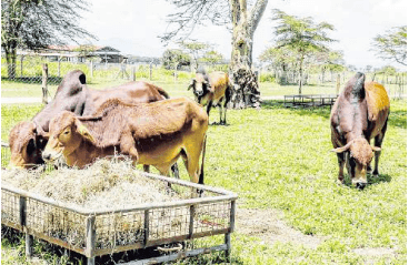 State improves livestock breeds for hardy, drought-tolerant and high-yielding stock