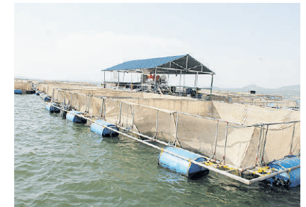Bid to end shortage of fish as Victory Farms unveils hatchery