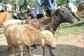 Ndhiwa farmers receive sheep to improve their lives