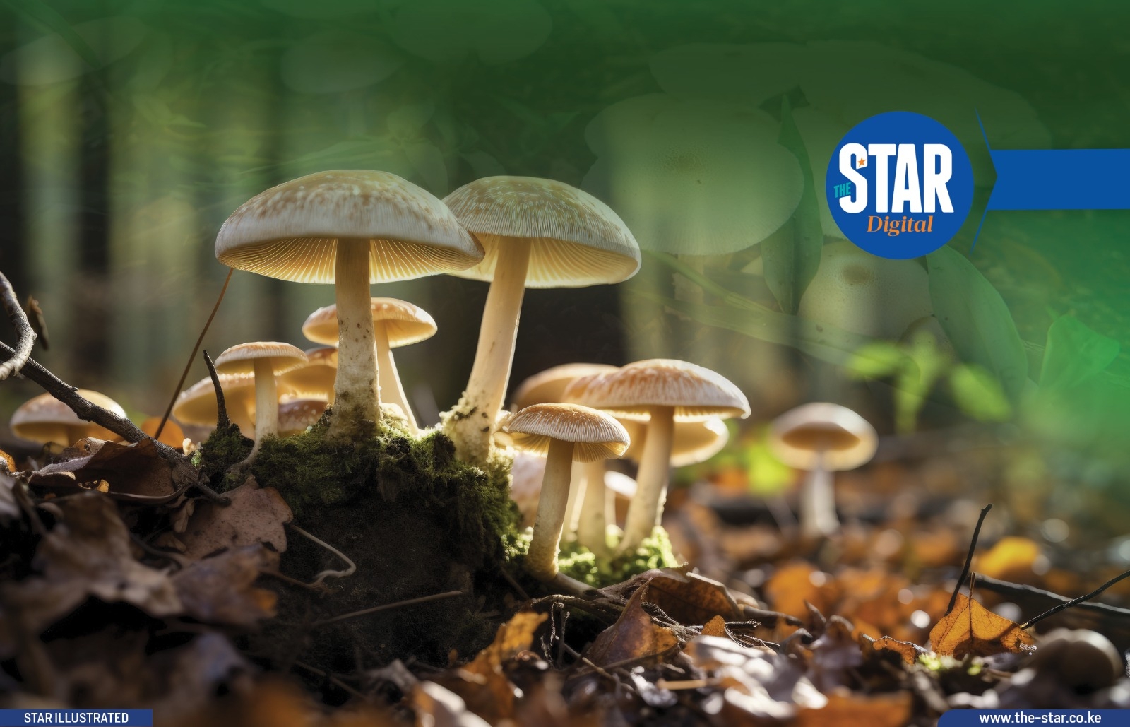 How China's Juncao mushroom farming is supporting school feeding in Rwanda