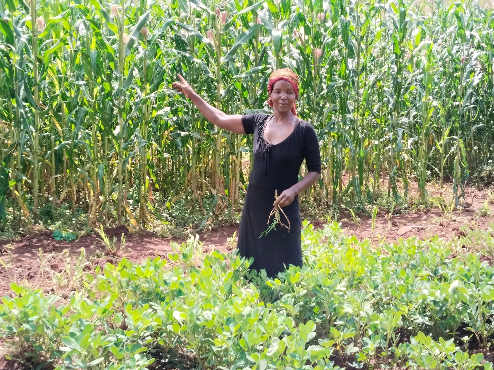 FAO project empowers Bungoma farmers to boost food security