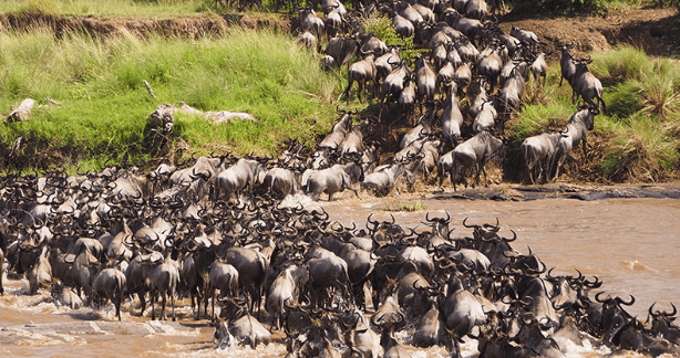 EXPLAINER: Why East Africa’s wildlife migration is called “8th Wonder of the World"