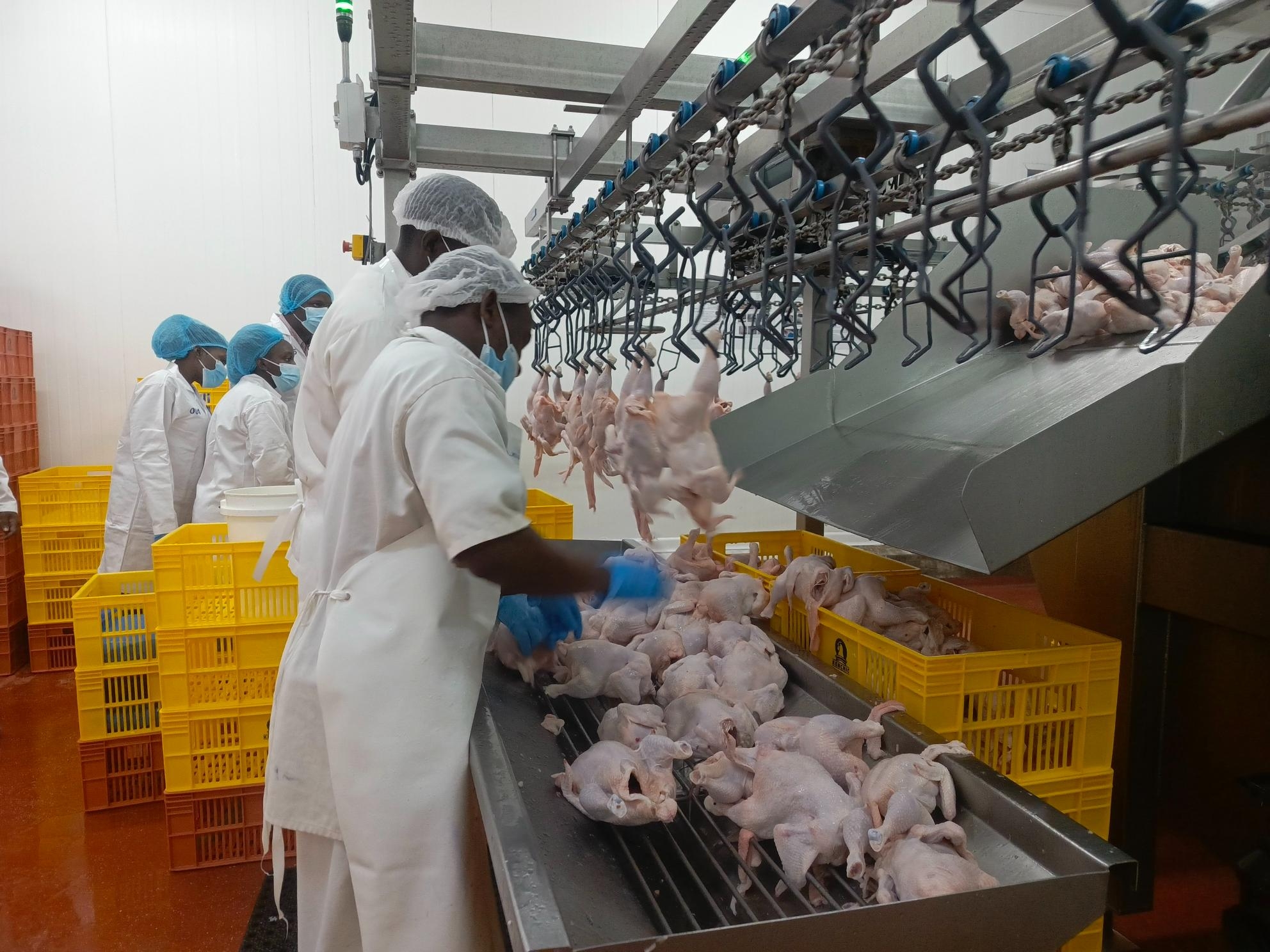 From farm to family: Kenchic leading fight for safer, healthier chicken