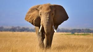 Elephant kills British and New Zealand tourists in Zambia