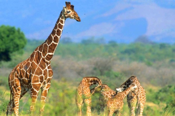 EXPLAINER: Explore the complete wilderness of Meru National Park