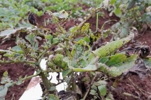 Nema seeks views on hardy GMO potatoes