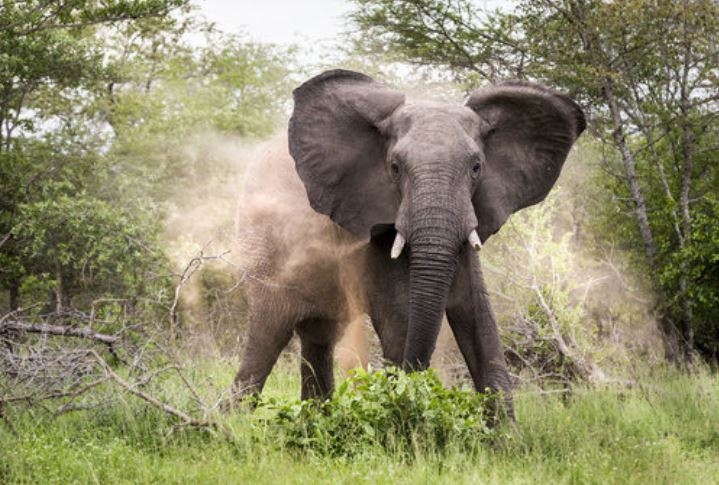 Three stray elephants invade Churiri Village, destroy crops in night raid