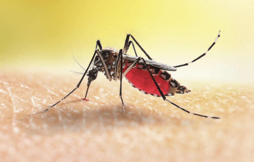 Dr Kamunya: It is possible for Kenya to eliminate malaria