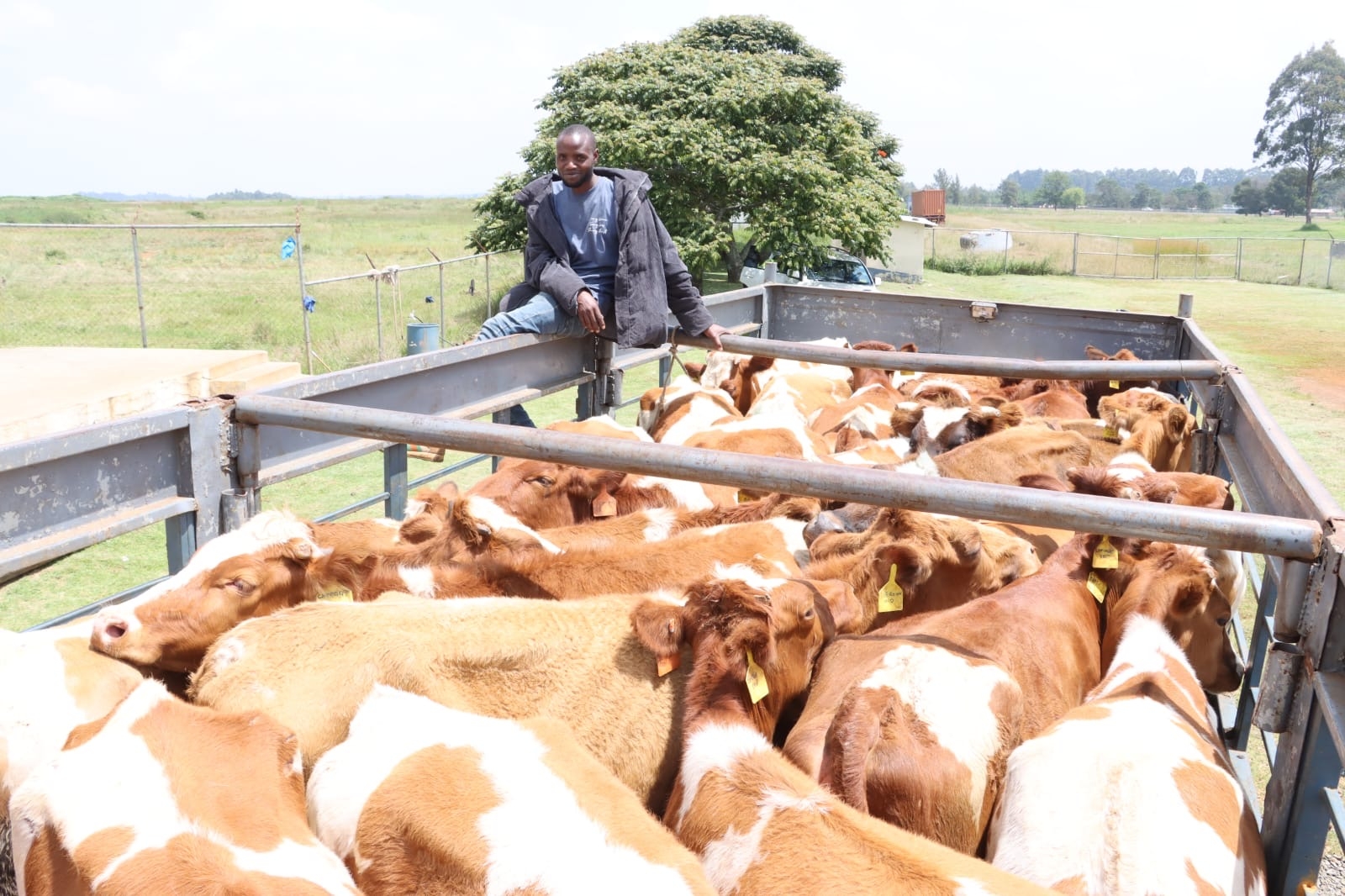 Farmers excited as county exports heifers to Nigeria